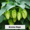 Aroma Hops